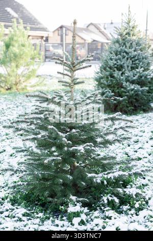 Small fir tree in a snowy field against the background of buildings and sky, shallow depth of focus Stock Photo