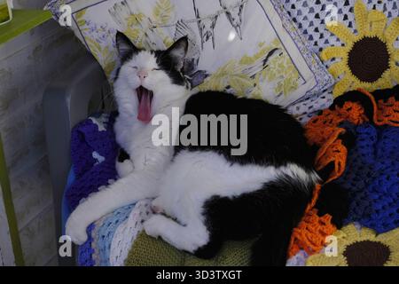 Black and white cat yawning while resting on a chair with crochet blankets inside a garden shed, UK. Stock Photo