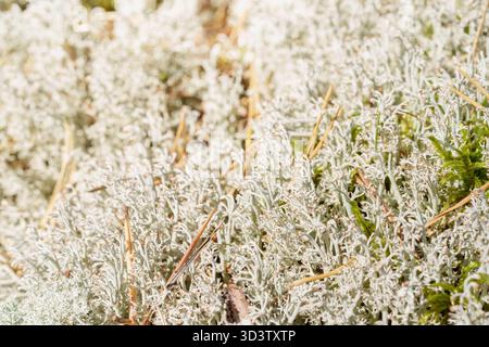Detailed close-up of contrasting green moss and pale reindeer lichen growing on the forest floor, near weathered tree roots. Symbolizes nature, textur Stock Photo