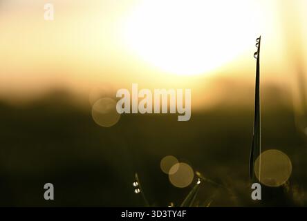 Dew drops on a blade of grass in the golden backlight Lower Rhine, North Rhine-Westphalia, Germany Stock Photo