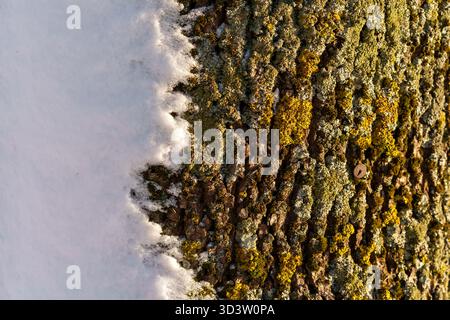 Tree trunk covered with snow after a blizzard, sunny day, photographed from a close distance, evening light from the side, part of the trunk is in the Stock Photo