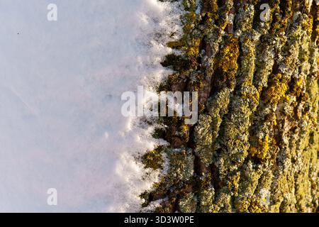 Tree trunk covered with snow after a blizzard, sunny day, photographed from a close distance, evening light from the side, part of the trunk is in the Stock Photo
