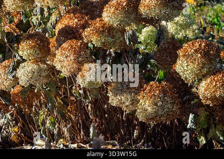 Dried garden flowers are hydrangeas — specifically, Hydrangea arborescens (commonly known as Annabelle hydrangea) Stock Photo