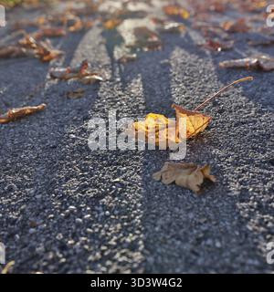 An orange-colored and wilted maple leaf lies on the asphalt and casts a long shadow when the sun is low, Upper Bavaria, Bavaria, Germany Stock Photo