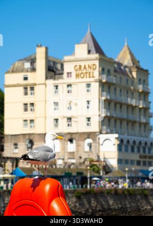 Herring gull watching tourists in the seaside resort of Llandudno, Conwy, Wales Stock Photo