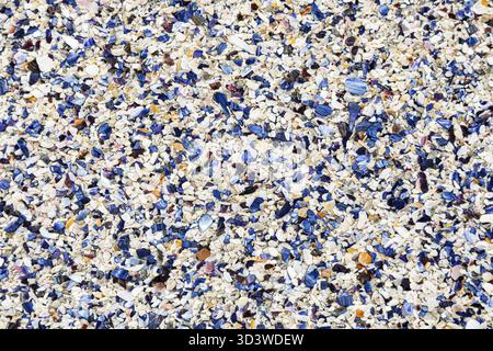 Broken Mussel shells washed up on a beach on the Western seaboard of Cape Town, Scarborough, South Africa Stock Photo