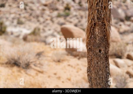 Joshua tree with bird hole nest in trunk in Joshua Tree National Park desert landscape with copy space (Yucca brevifolia) Stock Photo