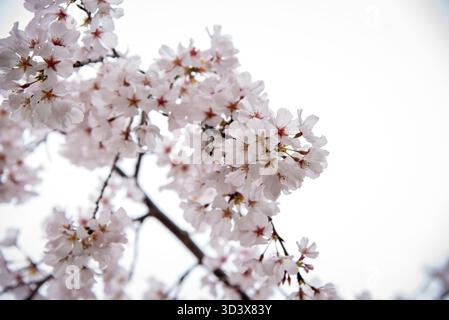 Close-up view of delicate cherry blossom (sakura) flowers in full bloom, symbolizing renewal and the beauty of spring in Japan. Stock Photo