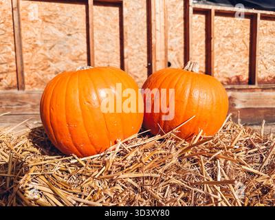Two large orange pumpkins are sitting on top of a hay bale. The hay bale is brown and the pumpkins are positioned in the center of the hay. thanksgivi Stock Photo
