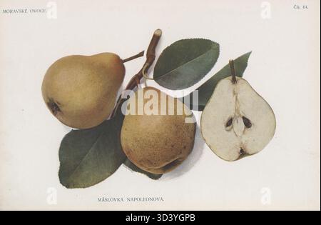 An illustration from the 1907 book Moravské ovoce by František Suchý showing the pear variety Máslovka Napoleonova. Stock Photo