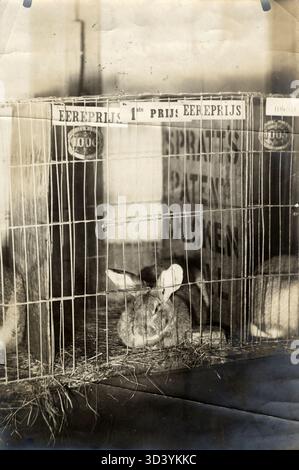 A prize-winning giant rabbit at a Dutch exhibition in 1909, showcasing the growth of the rabbit breeding industry in the country. Stock Photo