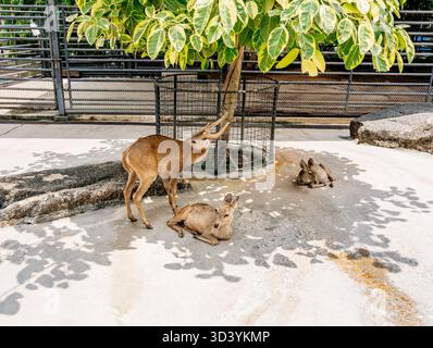 Young deer is standing next to a leafy tree while two rabbits are resting on the ground in a peaceful outdoor setting with soft sunlight Stock Photo