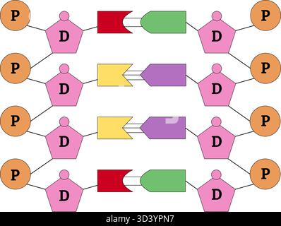 Simple diagram illustrating the structure of four base pairs in a DNA molecule. Section of the double helix with phosphate, deoxyribose Stock Vector