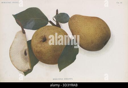 An illustration from the 1907 book Moravské ovoce by František Suchý showing the pear variety Máslovka Dielova. Stock Photo