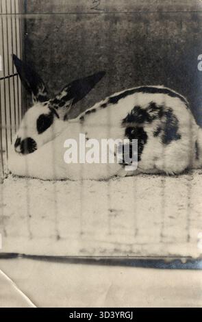 A Lotharinger Giant rabbit, awarded first and honorary prizes in its category at the international poultry and rabbit exhibition held by the Hollandse Pluimvee Club 'Ornis' in Amsterdam, 1911. Stock Photo