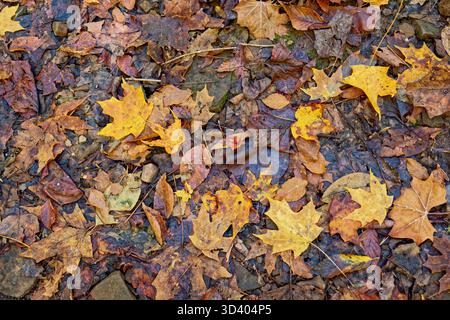 Looking down at the layers of wet fallen leaves after a rain on the ground a variety of shapes sizes and colors closeup view in autumn Stock Photo
