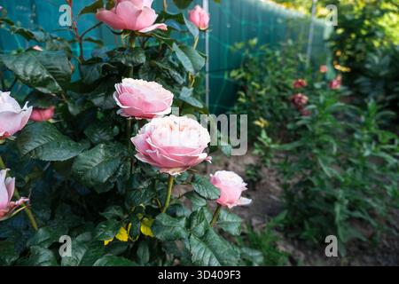 Pink roses are blooming beautifully in a lush garden, surrounded by vibrant greenery and soft sunlight, creating a serene atmosphere that showcases th Stock Photo