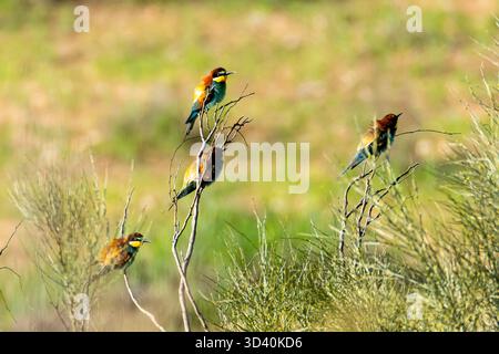 Colorful birds perched on branches in a vibrant green field during daylight hours Stock Photo