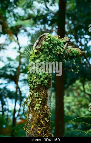 A tree covered on small plants in the forest. Stock Photo