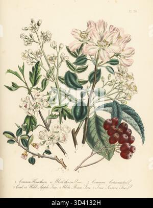Hawthorn or whitethorn, Crataegus monogyna, cotoneaster, Cotoneaster integerrimus, crab or wild apple tree, Malus domestica, white beam tree, Aria edulis, and true service tree, Cormus domestica. Hand-coloured lithograph by Henry Noel Humphreys after a botanical illustration by Jane Loudon from her book British Wild Flowers, William Smith, London, 1846. Stock Photo