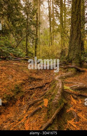 A vertical, low-angle view of large, moss-covered tree roots on a forest floor blanketed in orange pine needles, with tall trees in the background. Stock Photo