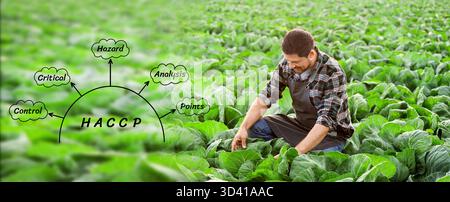 Male agricultural engineer working in field. HACCP concept Stock Photo