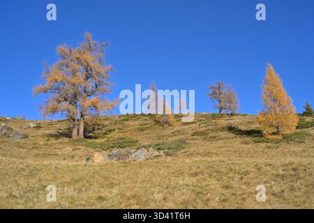 Larch trees with golden needles standing on a dry grassy hillside under a clear blue sky. Stock Photo