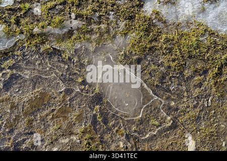 Thin layer of ice melting on soil and green grass, signifying the arrival of spring. Stock Photo