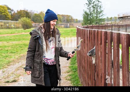 Russian female travel blogger filming a goat on a countryside farm using a selfie stick. Autumn outdoor scene showing social media vlogging lifestyle. Stock Photo