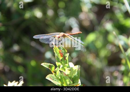 Red-veined Darter Dragonfly Resting on a Green Leaf Stock Photo