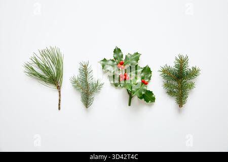 Christmas Holly and Evergreen Branches on White Background Stock Photo