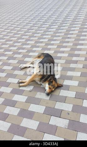 Dog lies on its side on tiled pavement, relaxing on sunny day. dog rests comfortably on its side and sleeps stretched out on pavement. Its fur coat bl Stock Photo