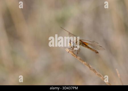 Feminine of the Fire Lilac (Crocothemis erythraea) sits on a grass neck in the Camargue, South of France. Female Scarlet dragonfly (Crocothemis erythraea) sitting on a twig in the Camargue, France. Stock Photo