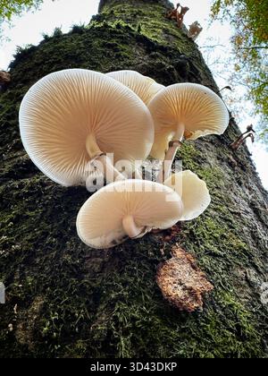Porcelain fungus (Oudemansiella mucida) growing on an old dead beech tree in Veluwe national park, Netherlands, late October. Stock Photo