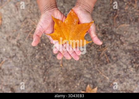 Two hands holding an orange maple leaf. Autumn background. Fall colours. Stock Photo