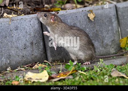 Brown rat in the garden Stock Photo