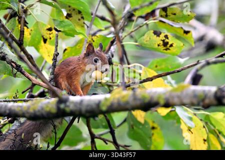 Squirrel collecting acorns for winter Stock Photo