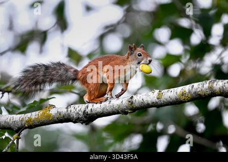 Squirrel collecting acorns for winter Stock Photo