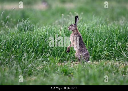 Hare stands on meadow Stock Photo
