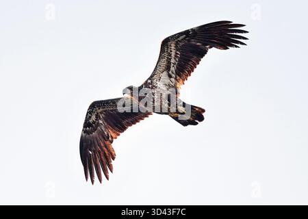 Young Bald eagle flyover at first light of the day Stock Photo