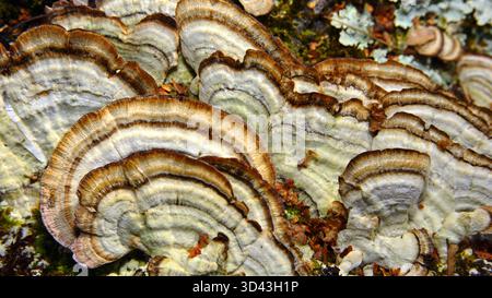 Trametes versicolor on a dead tree trunk. Extraordinary diversity of colours and shapes. The fungi exhibit distinct concentric rings in colors ranging Stock Photo