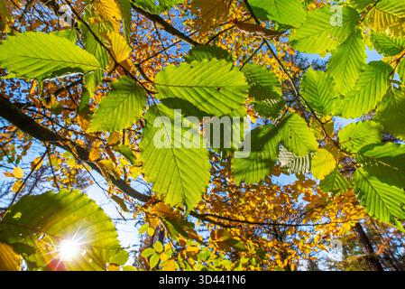 Sun shining through foliage of European beech / common beech tree (Fagus sylvatica), close-up of yellow and green leaves in autumn colours in forest Stock Photo