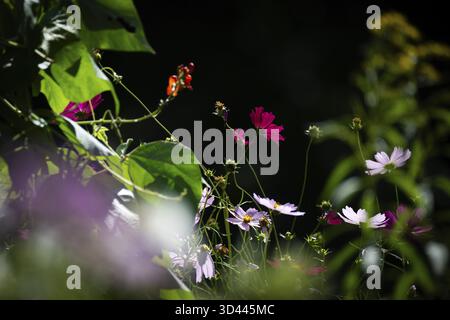 Garden with various coloured flowers in backlight, Finland Stock Photo