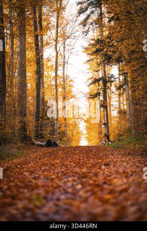 A forest trail covered with colorful foliage in golden autumn light, Gechingen, Germany Stock Photo