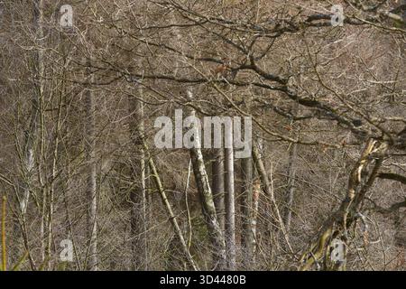 Branches entanglement at Ravnsholt Skov forest in Denmark north from copenhagen Stock Photo