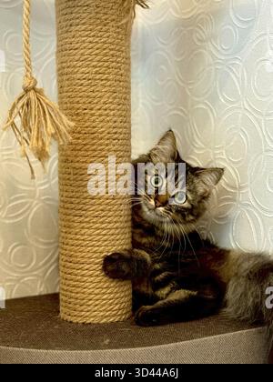 A fluffy striped kitten is playing, peeking out from behind a scratching post. Belarus Stock Photo