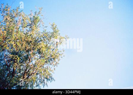 Sky with part of a tree canopy, calm outdoor scene with soft light and natural tones, minimal and serene composition. Stock Photo