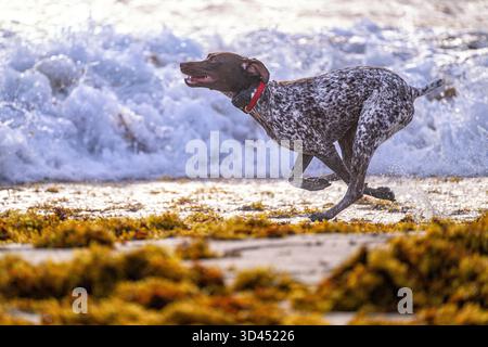 German Short haired Pointer running on the beach Stock Photo