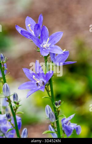 Campanula pyramidalis a summer flowering plant with a blue summertime flower commonly known as chimney bellflower, gardening stock photo image Stock Photo
