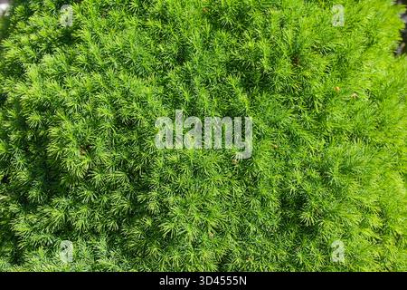 Dense green lush needles with bright daylight Stock Photo